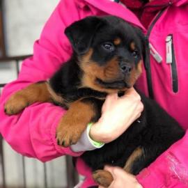 Rottweiler-Welpen verf�gbar