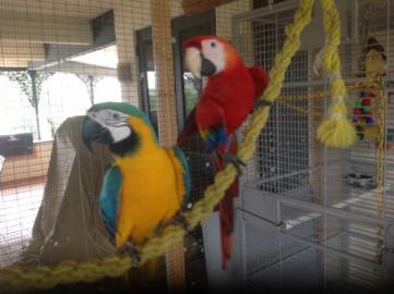 Nette Papageien verf�gbar