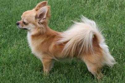 Chichuahua  Welpen zum Verkauf