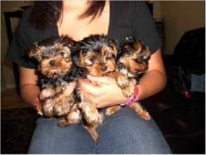 Absolut Liebling Yorkie Welpen