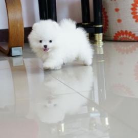 Kostenlos Zwergspitz Pomeranian