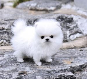 Toy Pom Welpen (Pommern)