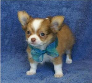 Chihuahua-Welpen in Lang u.  Kurzhaar ! (