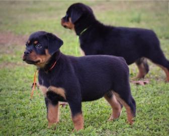 Sie sind sehr gesunde Rottweiler-Welpen. 