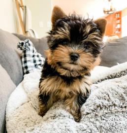 Gut ausgebildete Yorkie-Welpen