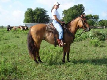 Quarter Horses Wallach