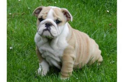 Wundersch�ne, extra runzelige Englische