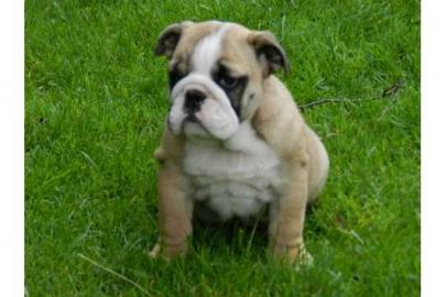 Wundersch�ne, extra runzelige Englische