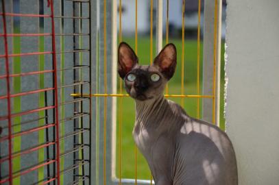 Canadian Sphynx M�dchen mit Stammbaum