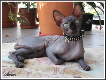 Canadian Sphynx M�dchen mit Stammbaum