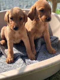 Entz?ckende Labrador-Welpen
