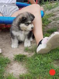 Alaskan Malamute