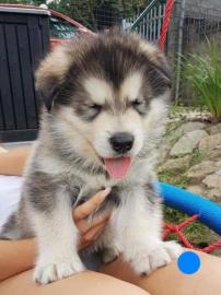 Alaskan Malamute