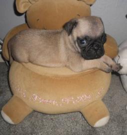 Mops Welpen (R�de und H�ndin)