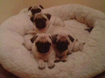 Mops Welpen (R�de und H�ndin)