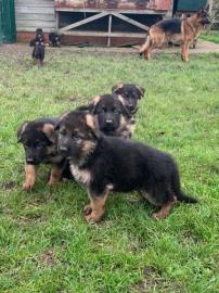Entz?ckende Sch?ferhundwelpen