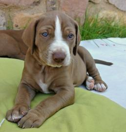 Louisiana Catahoula Leopard Dog