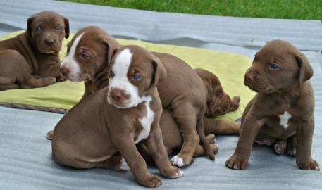 Louisiana Catahoula Leopard Dog