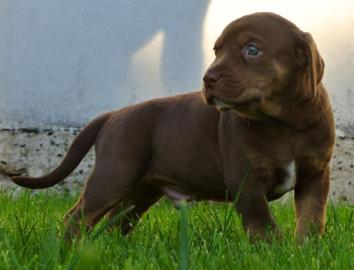 Louisiana Catahoula Leopard Dog