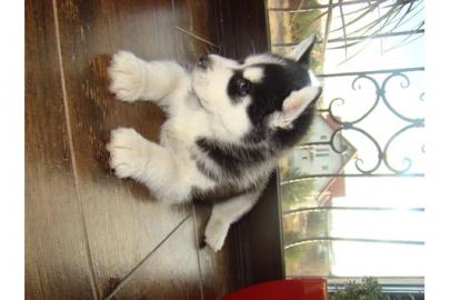 Siberian Husky Welpen, mit VDH/FCI Papie