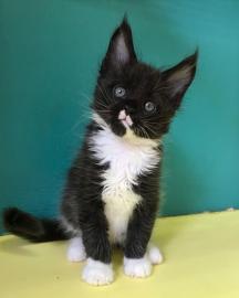 Wundersch�ne Maine-Coon-Katzen abzugeben