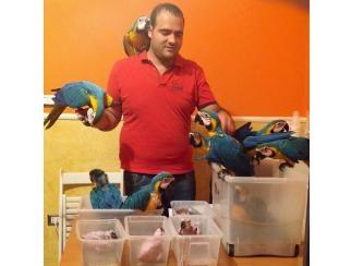 Baby Blau Und Gold Aras F�r Den Verkauf