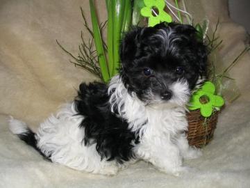 Bolonka Zwetnas sind nichthaarende Wohnu