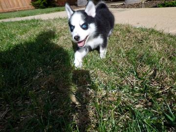 Wundersch�ne Siberian Husky Welpen