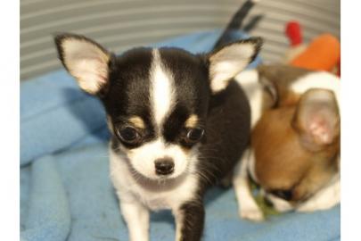 Typvolle Mini Chihuahua Welpen