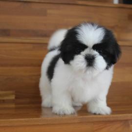 ausgezeichnete Shih Tzu Welpen