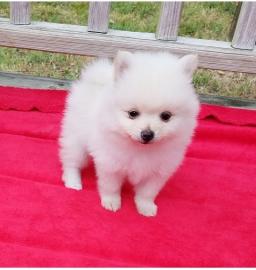 Herrliche Teacup Pomeranian Pups