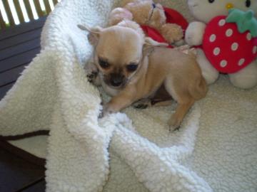 Mini Chihuahua Welpen suchen ein neues z
