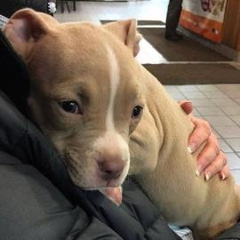 Blaue Pitbull Welpen