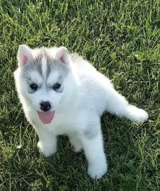 Siberian Husky puppies