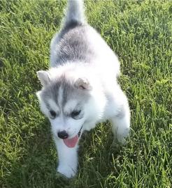 Siberian Husky puppies