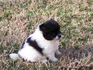 Wundersch�ne Pomeranian / zwergspitz Wel