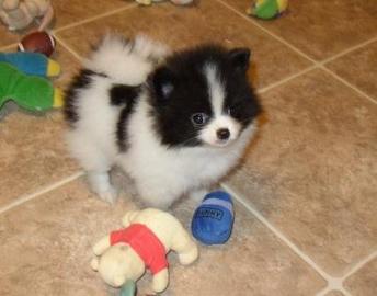 Wundersch�ne Pomeranian / zwergspitz Wel