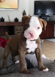 pitbull * Welpen * mit Ahnentafel aus li