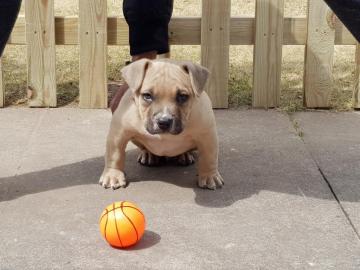 American Pocket Bully Welpe jetzt fertig