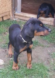 Dobermann Gechipt DV | VDH mit FCI-Stamm