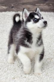 Husky welpen mit FCI Stammbaum WhatsApp: