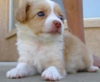sch�ne Chihuahua Welpen abzugeben