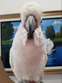 REGENSCHIRM COCKATOO ZU VERKAUFEN