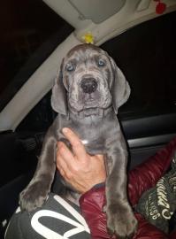 Welpen Deutsche Dogge mit Papiere