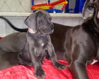Welpen Deutsche Dogge mit Papiere
