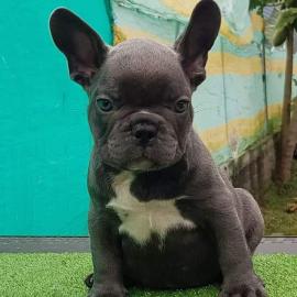 m?nnliche und weibliche franz?sische Bul