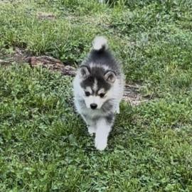 S��e Pomsky-Welpen zu verkaufen! WhatsAp