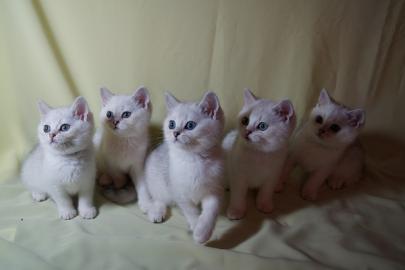 BKH Britisch Kurzhaar Kitten