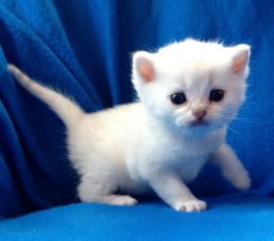 BKH Britisch Kurzhaar Kitten
