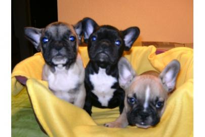 Wundersch�nen Franz�sische Bulldoggen We